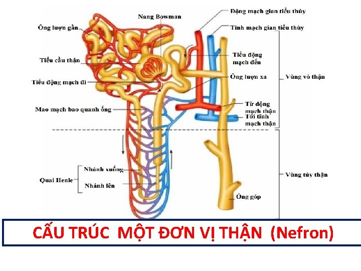 CẤU TRÚC MỘT ĐƠN VỊ THẬN (Nefron) 