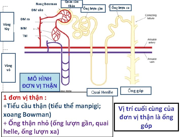 Nang Bowman ĐM vào Quản cầu thận Ống lượn gần Ống lượn xa ĐM