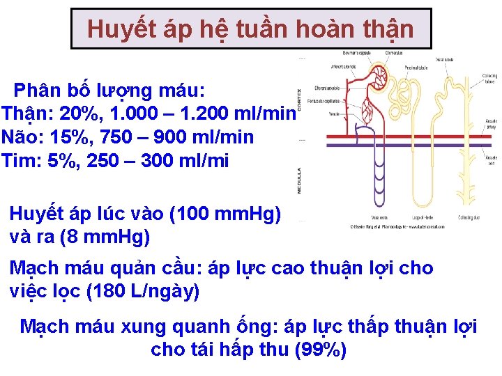 Huyết áp hệ tuần hoàn thận Phân bố lượng máu: Thận: 20%, 1. 000