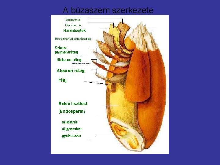 A búzaszem szerkezete Epidermis hipodermis Harántsejtek Hosszirányú tömlősejtek Színes pigmentréteg Hialuron réteg Aleuron réteg