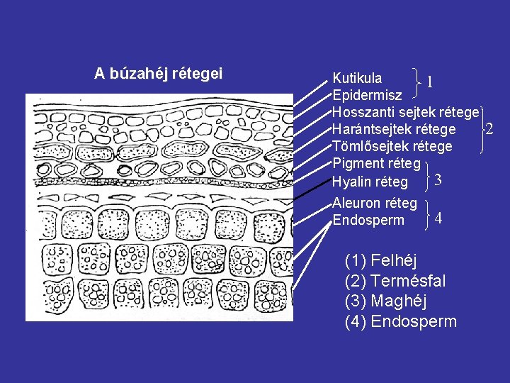 A búzahéj rétegei Kutikula 1 Epidermisz Hosszanti sejtek rétege Harántsejtek rétege Tömlősejtek rétege Pigment