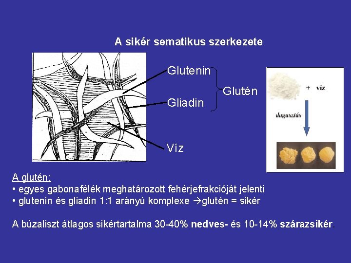 A sikér sematikus szerkezete Glutenin Gliadin Glutén Víz A glutén: • egyes gabonafélék meghatározott