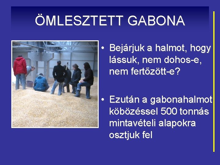 ÖMLESZTETT GABONA • Bejárjuk a halmot, hogy lássuk, nem dohos-e, nem fertőzött-e? • Ezután