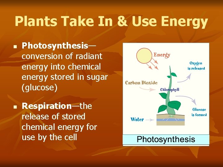 Plants Take In & Use Energy n n Photosynthesis— conversion of radiant energy into