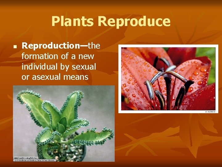 Plants Reproduce n Reproduction—the formation of a new individual by sexual or asexual means