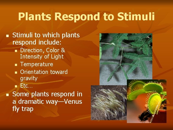 Plants Respond to Stimuli n Stimuli to which plants respond include: n n n