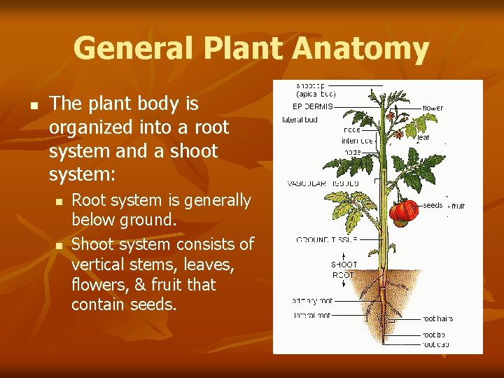 General Plant Anatomy n The plant body is organized into a root system and