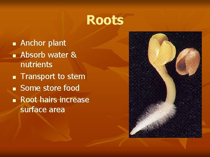Roots n n n Anchor plant Absorb water & nutrients Transport to stem Some