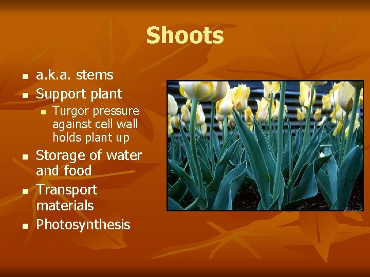 Shoots n n a. k. a. stems Support plant n n Turgor pressure against