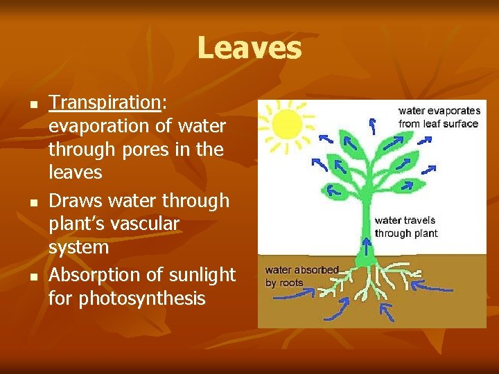 Leaves n n n Transpiration: evaporation of water through pores in the leaves Draws