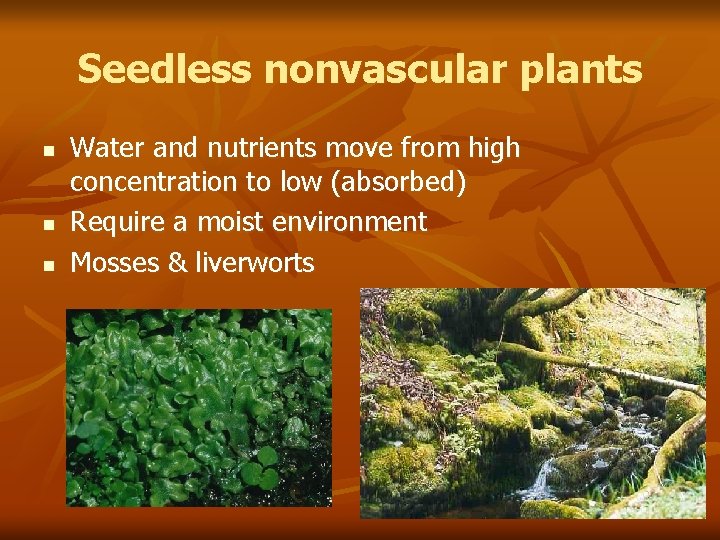 Seedless nonvascular plants n n n Water and nutrients move from high concentration to