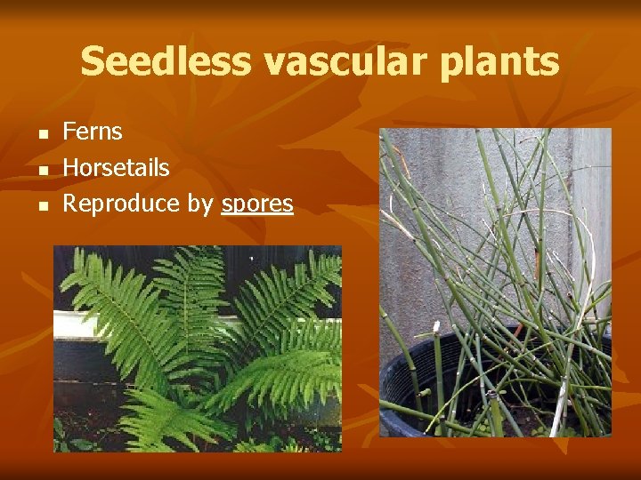 Seedless vascular plants n n n Ferns Horsetails Reproduce by spores 