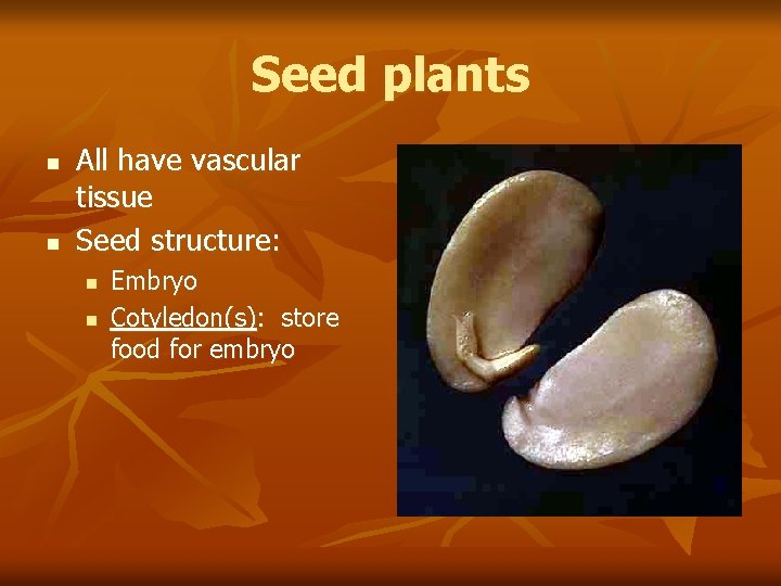 Seed plants n n All have vascular tissue Seed structure: n n Embryo Cotyledon(s):