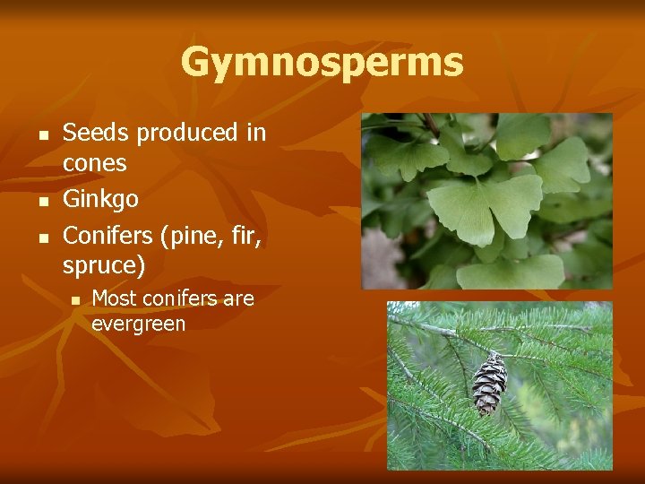 Gymnosperms n n n Seeds produced in cones Ginkgo Conifers (pine, fir, spruce) n