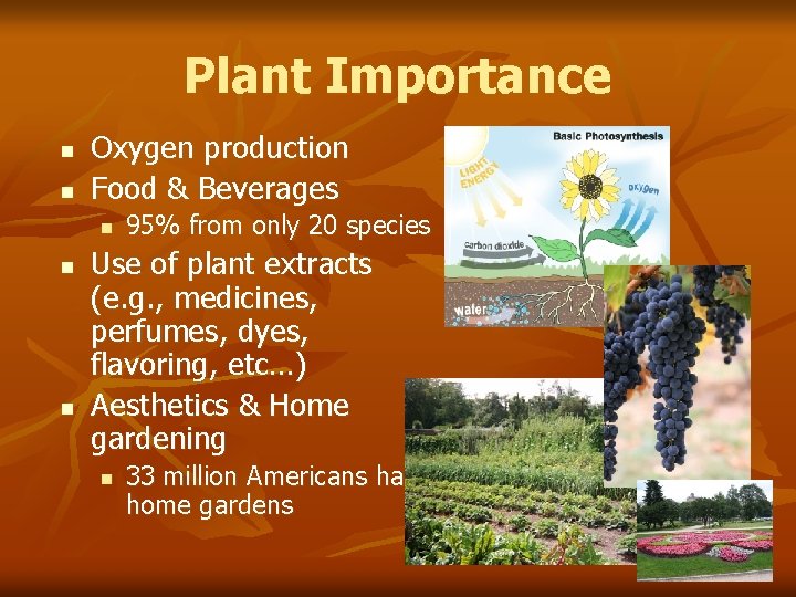 Plant Importance n n Oxygen production Food & Beverages n n n 95% from