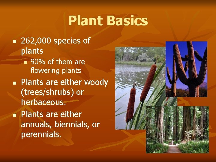 Plant Basics n 262, 000 species of plants n n n 90% of them