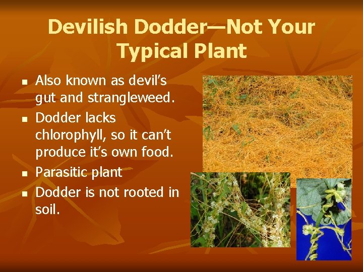 Devilish Dodder—Not Your Typical Plant n n Also known as devil’s gut and strangleweed.