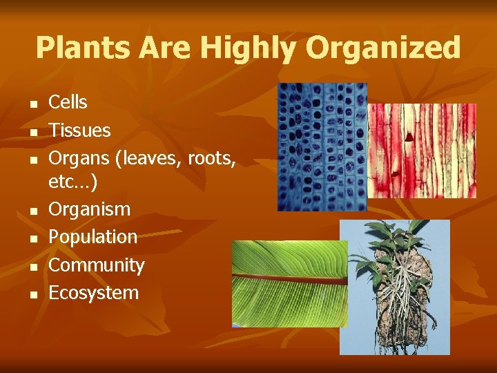 Plants Are Highly Organized n n n n Cells Tissues Organs (leaves, roots, etc…)