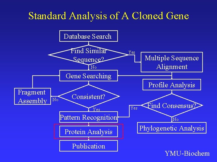 Standard Analysis of A Cloned Gene Database Search Find Similar Sequence? Yes No Multiple