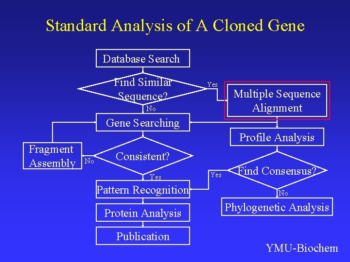 Standard Analysis of A Cloned Gene Database Search Find Similar Sequence? Yes No Multiple