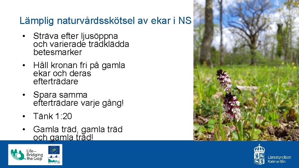 Lämplig naturvårdsskötsel av ekar i NS • Sträva efter ljusöppna och varierade trädklädda betesmarker