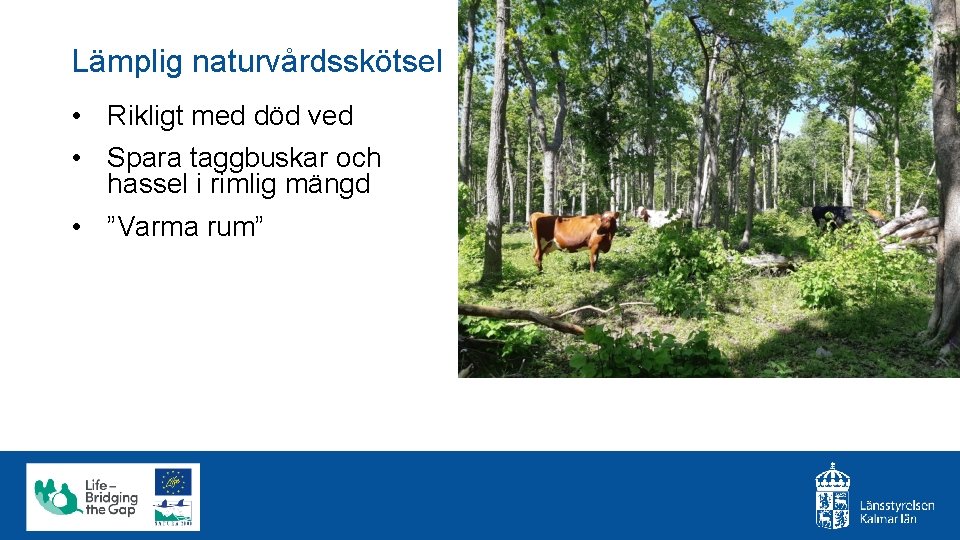 Lämplig naturvårdsskötsel • Rikligt med död ved • Spara taggbuskar och hassel i rimlig