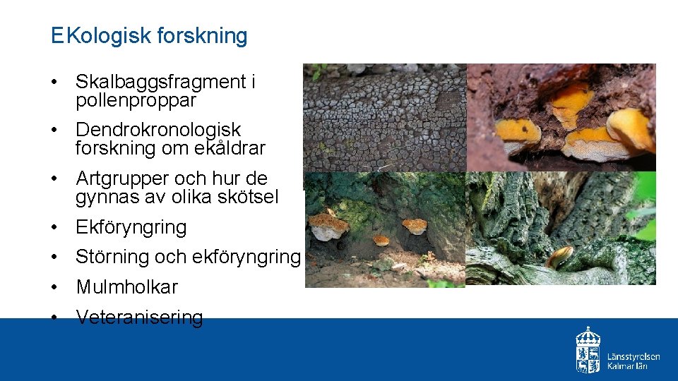 EKologisk forskning • Skalbaggsfragment i pollenproppar • Dendrokronologisk forskning om ekåldrar • Artgrupper och