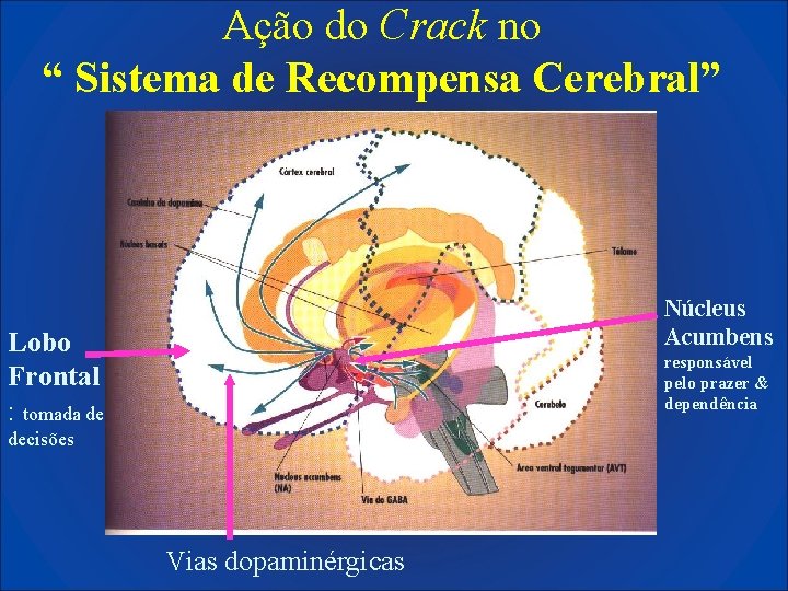 Ação do Crack no “ Sistema de Recompensa Cerebral” Núcleus Acumbens Lobo Frontal :