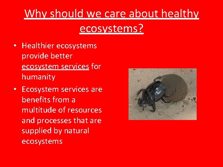 Why should we care about healthy ecosystems? • Healthier ecosystems provide better ecosystem services