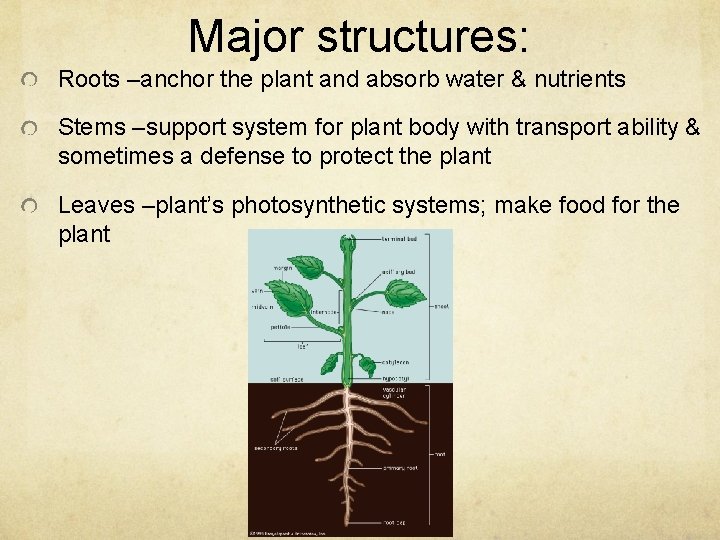 Major structures: Roots –anchor the plant and absorb water & nutrients Stems –support system