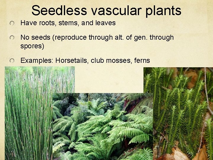 Seedless vascular plants Have roots, stems, and leaves No seeds (reproduce through alt. of