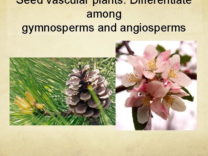 Seed vascular plants: Differentiate among gymnosperms and angiosperms 