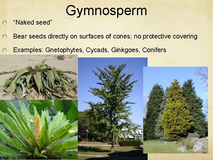 Gymnosperm “Naked seed” Bear seeds directly on surfaces of cones; no protective covering Examples: