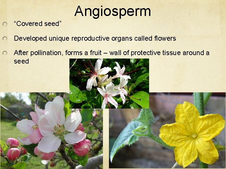 Angiosperm “Covered seed” Developed unique reproductive organs called flowers After pollination, forms a fruit