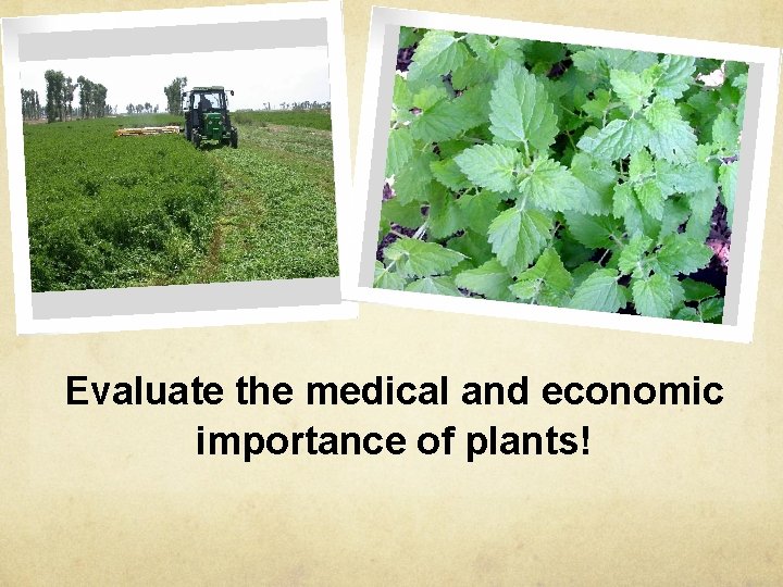 Evaluate the medical and economic importance of plants! 