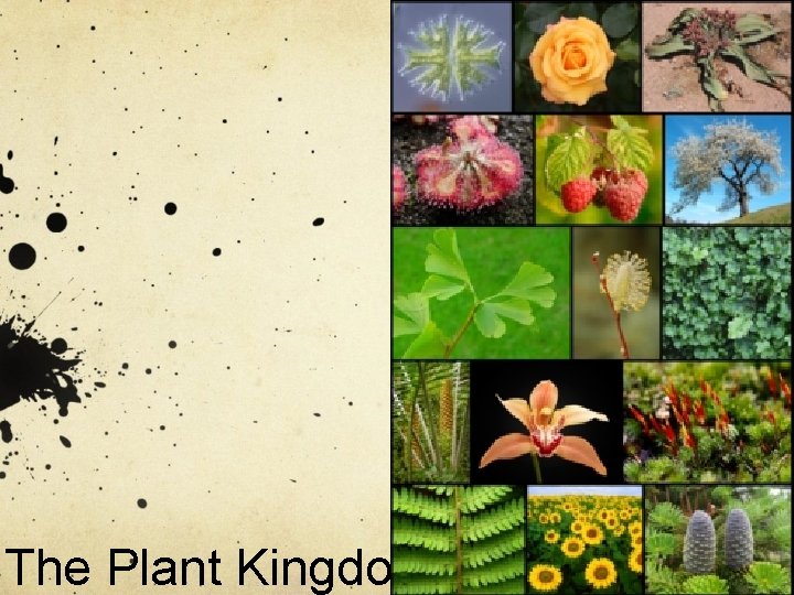 The Plant Kingdom 