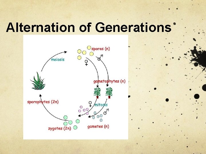 Alternation of Generations 
