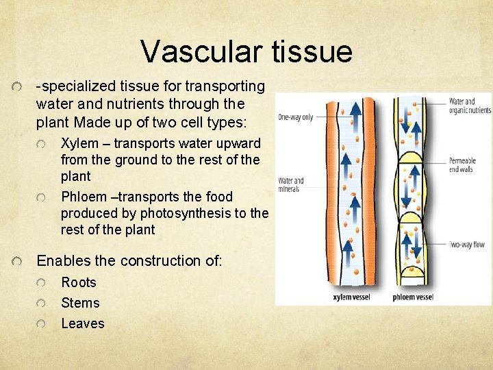 Vascular tissue -specialized tissue for transporting water and nutrients through the plant Made up