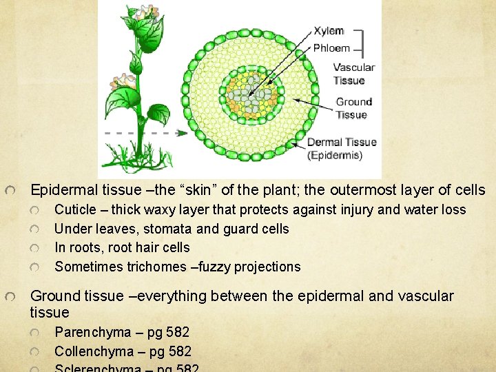 Epidermal tissue –the “skin” of the plant; the outermost layer of cells Cuticle –