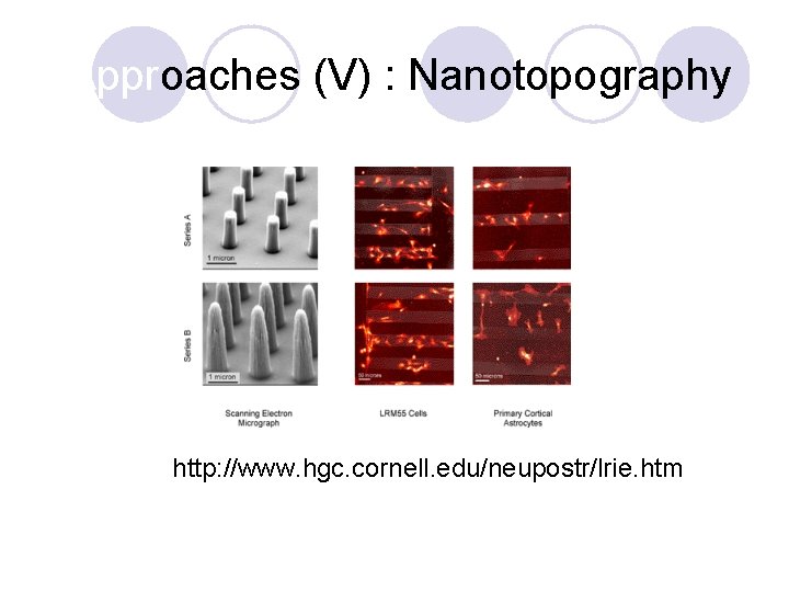 Approaches (V) : Nanotopography http: //www. hgc. cornell. edu/neupostr/lrie. htm 