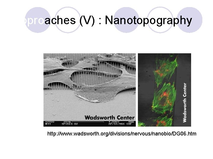 Approaches (V) : Nanotopography http: //www. wadsworth. org/divisions/nervous/nanobio/DG 06. htm 