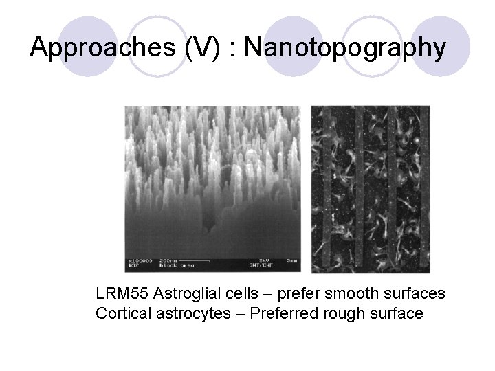 Approaches (V) : Nanotopography LRM 55 Astroglial cells – prefer smooth surfaces Cortical astrocytes