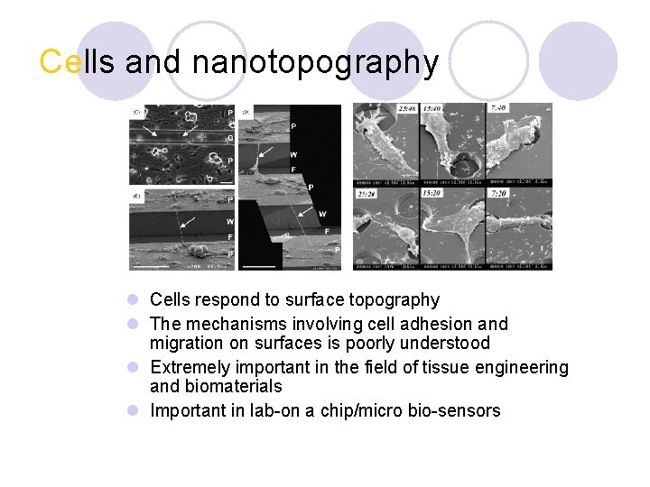 Cells and nanotopography l Cells respond to surface topography l The mechanisms involving cell