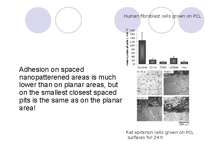 Human fibroblast cells grown on PCL Adhesion on spaced nanopatterened areas is much lower