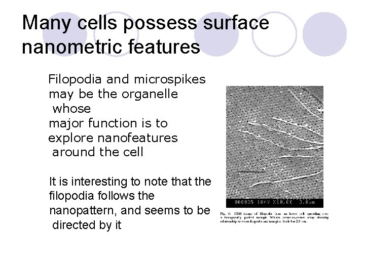 Many cells possess surface nanometric features Filopodia and microspikes may be the organelle whose