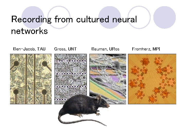 Recording from cultured neural networks Ben-Jacob, TAU Gross, UNT Bauman, URos Fromherz, MPI 