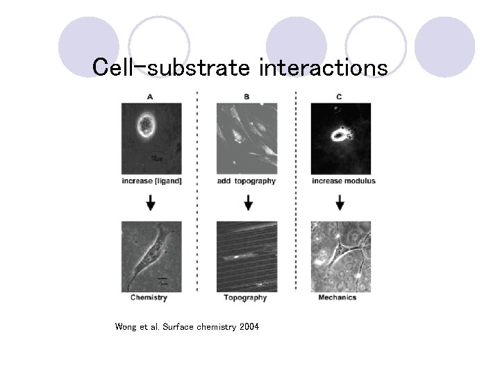 Cell-substrate interactions Wong et al. Surface chemistry 2004 