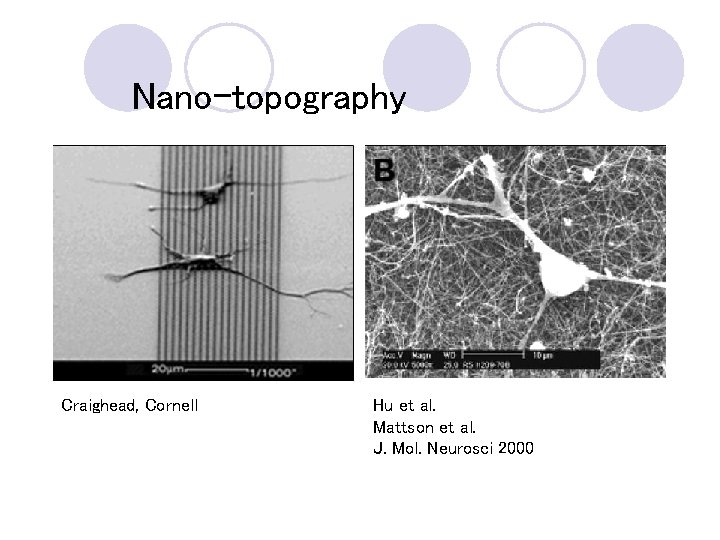 Nano-topography Craighead, Cornell Hu et al. Mattson et al. J. Mol. Neurosci 2000 