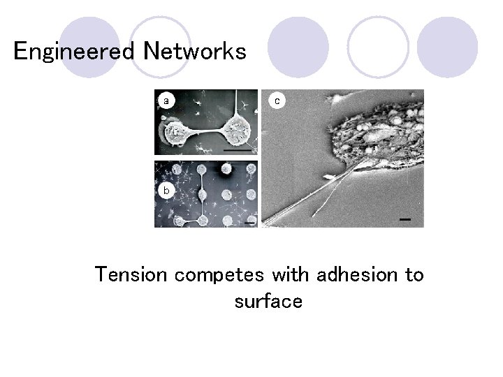 Engineered Networks Tension competes with adhesion to surface 