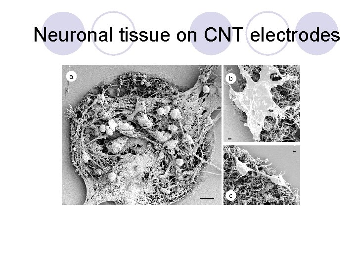 Neuronal tissue on CNT electrodes 